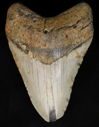 Bargain Megalodon Tooth - North Carolina #40247